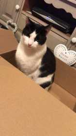 Lost Cat