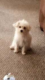 Lost Dog