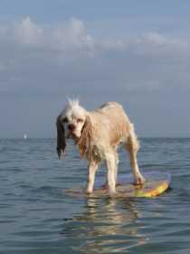 Lost Dog