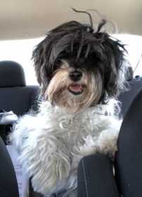 Lost Dog