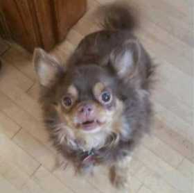 Lost Dog
