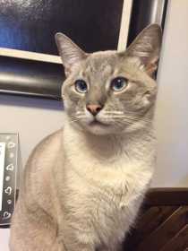 Lost Cat