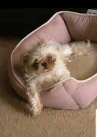 Lost Dog