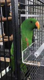 Lost Eclectus