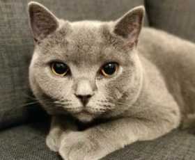 Lost Cat