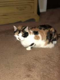 Lost Cat