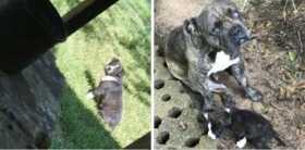 Lost Dog