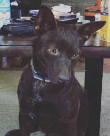 Lost Dog
