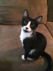 Lost Cat