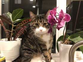 Lost Cat