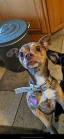 Lost Dog