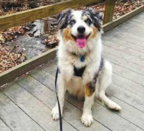 Lost Dog