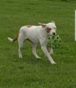 Lost Dog