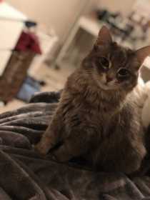 Lost Cat