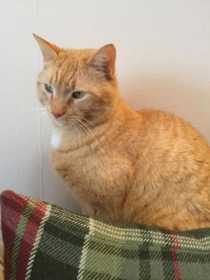 Lost Cat