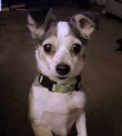 Lost Dog