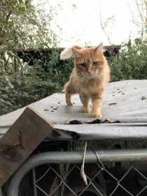 Lost Cat