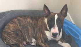 Lost Dog