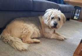 Lost Dog