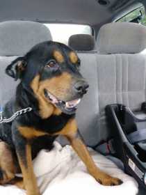 Lost Dog