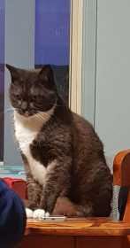 Lost Cat