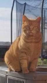 Lost Cat