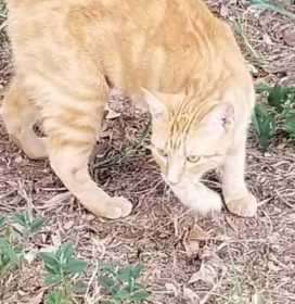 Lost Cat