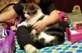 Lost Cat