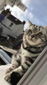 Lost Cat