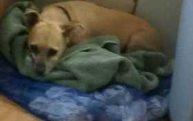 Lost Dog