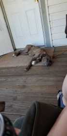 Lost Dog