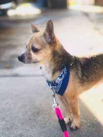 Lost Dog