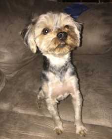 Lost Dog