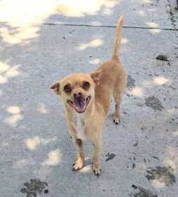 Lost Dog