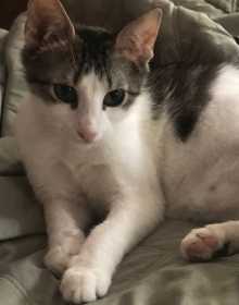 Lost Cat