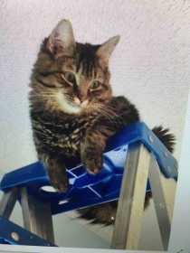 Lost Cat