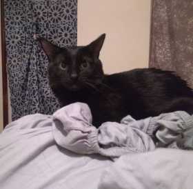 Lost Cat