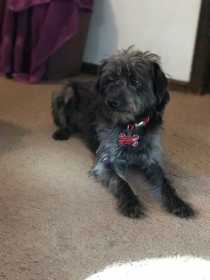 Lost Dog