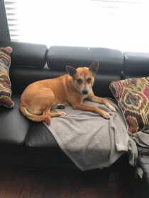 Lost Dog