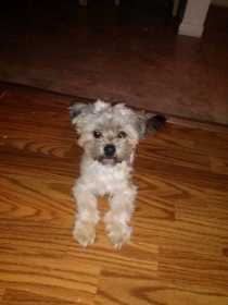 Lost Dog