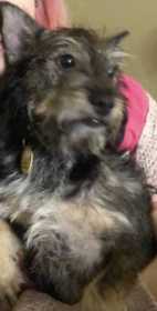 Lost Dog