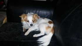 Lost Dog