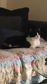 Lost Cat