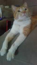 Lost Cat