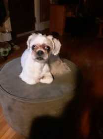 Lost Dog