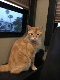 Lost Cat