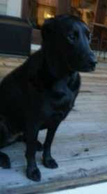 Lost Dog