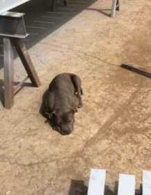 Lost Dog