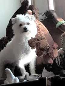 Lost Dog
