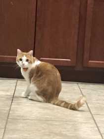 Lost Cat